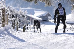 Lenk 2013